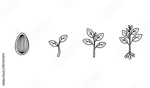 A set of four black and white line art illustrations depicting the growth stages of a plant from seed to sprout