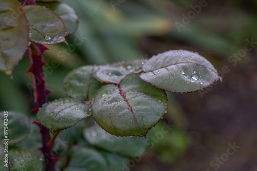 Sparkling water droplets adorning rose leaves in soft sunlight