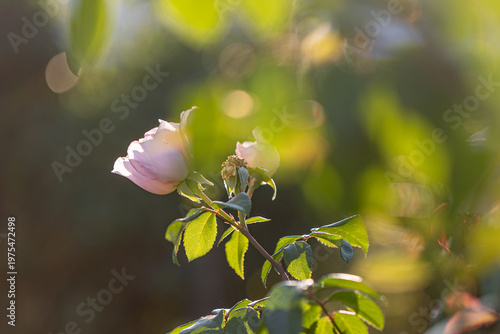 Delicate pink rose blooming in spring sunlight