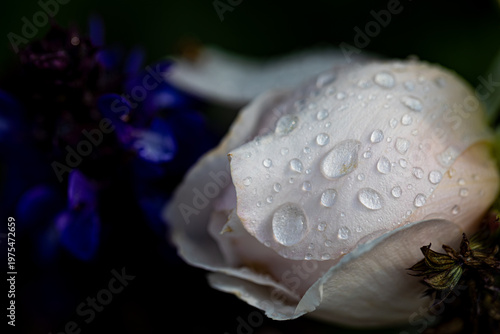 close-up of a blooming white and light pink rose with raindrops