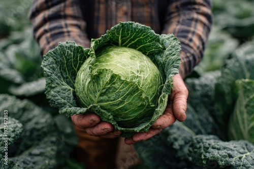Close up of a Farmer Hands Holding a Fresh Green Cabbage Covered in Water Droplets in a Field of Cabbage Plants Under Natural Daylight