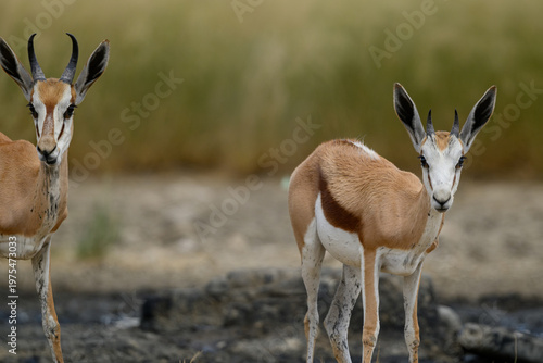 Young springbok at a waterhole, Kgalagadi transfrontier park.