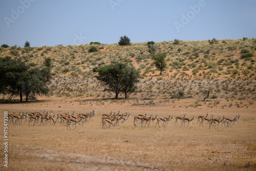 A herd of springbok in the dry Auob river valley, Kgalagadi transfrontier Park