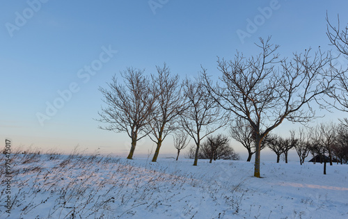 A quiet winter landscape with bare trees scattered across a snow-covered field under a clear blue sky.