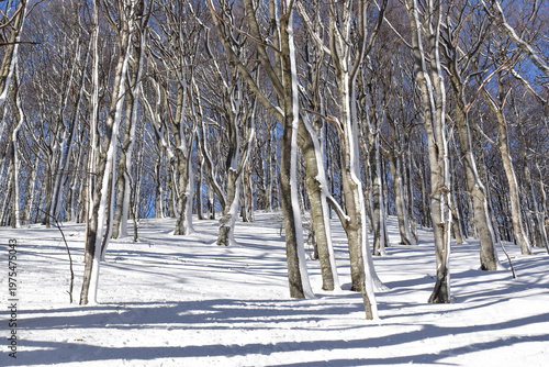 A quiet winter forest with tall, leafless trees standing on a snow-covered hillside. Long shadows stretch across the pure snow. Ivanscica mountain, Croatia