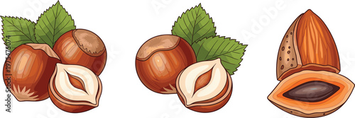 Hazelnut and Almond Nut Illustration Set with Whole and Cut Variations for Healthy Food Ingredient Organic Snack and Natural Product Design