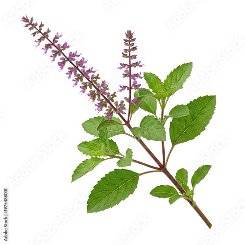 Holy Basil Plant Branch with Purple Flowers and Green Leaves Isolated on White