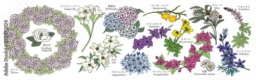 様々な花のグラフィック素材（タイム、泰山木、ジンジャーリリー、紫陽花、百合、アガパンサス、サンダーソニア、グラジオラス、カタバミ、オリーブ、アカンサス、ブーゲンビリア、花かんざし、ラークスパー）