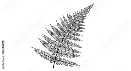 Detailed view of a single fern leaf.