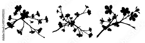 Cherry blossom branch set with delicate dark silhouette shape featuring flowers, petals, buds with spring and nature theme