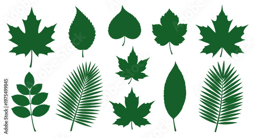 Variety of green leaves on stems.