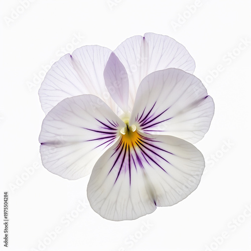 Single Elegant White and Purple Pansy Flower With Yellow Center and Violet Veined Petals on Clean White Background, Minimalist Botanical Fine Art Photography With Soft Natural Light and Detailed Textu