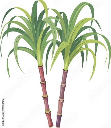 Illustration of two stalks of sugarcane with green leaves