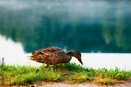 Photos Bled, Slovenia