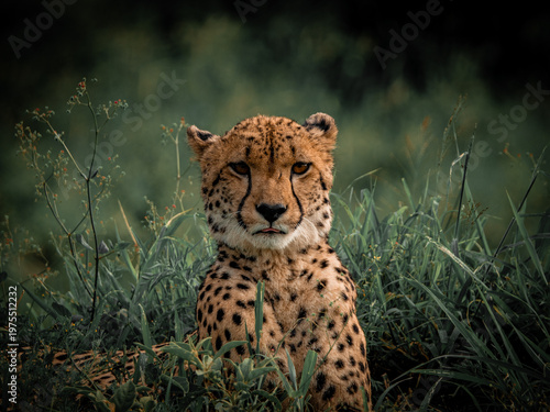 Cheetah looking directly at camera in natural habitat South Africa