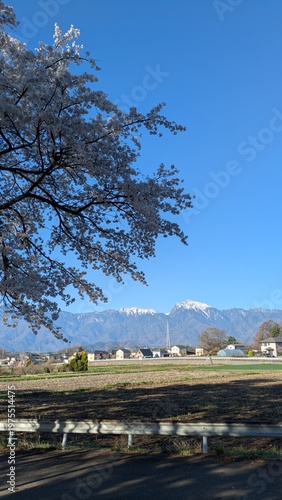 桜と山の風景