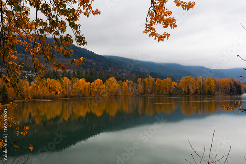 Golden foliage covers trees on lake's shores in autumn. Location is the Dexter Reservoir in Oregon, USA