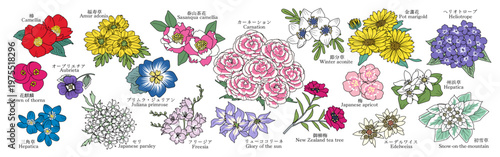 様々な花のグラフィック素材（椿、福寿草、ハナキリン、ミスミソウ、オーブリアチア、プリムラ・ジュリアン、ハルサザンカ、（フリージア、カーネーション、リューココリーネ、セツブンソウ、梅、エーデルワイス、御柳梅、ヘリオトロープ、スハマソウ、ハツユキソウ）