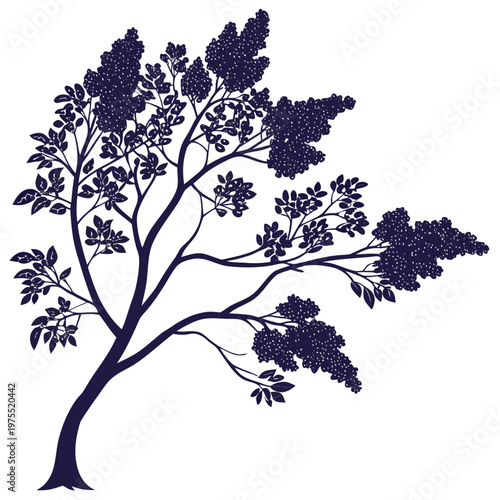 syringa vulgaris silhouette on white