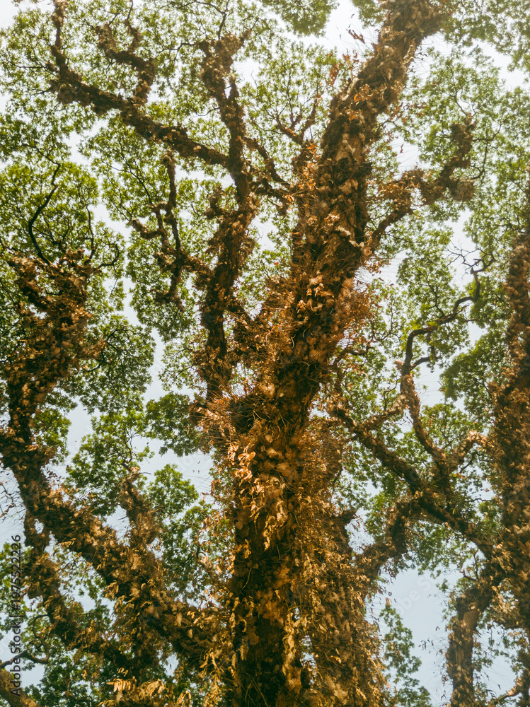 Fototapeta premium Canopy and Winding Branches of a Tree with Creepers