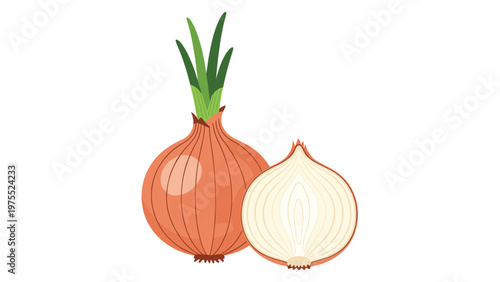 Realistic illustration of a whole brown onion with green sprouts and a fresh white onion half with layers.