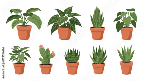 Assorted indoor house plants in terracotta pots including succulents and leafy greenery arranged in two rows on a white background.