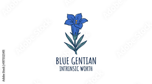 Blue Gentian Flower With Botanical Illustration