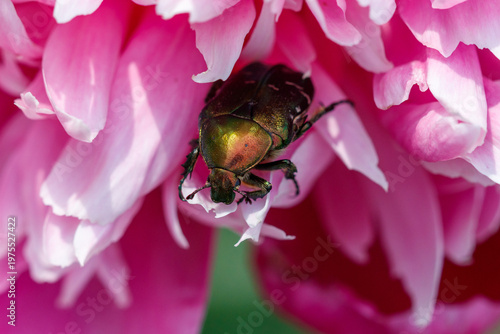 A green bug is on a pink flower