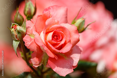 A pink rose with green leaves