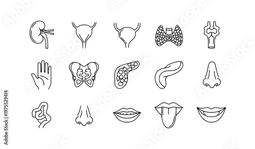 Medical anatomy organ pictogram line icon set vector illustration