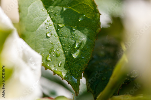 A leaf is wet with raindrops