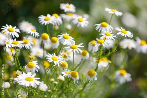 A bunch of white and yellow flowers