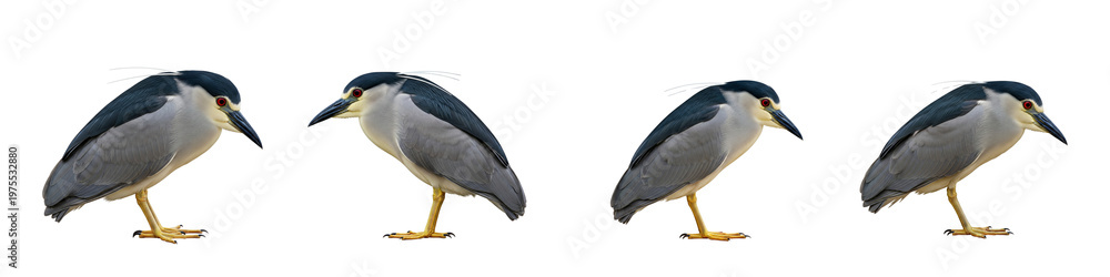 Obraz premium Black-crowned night heron collection standing on a black background