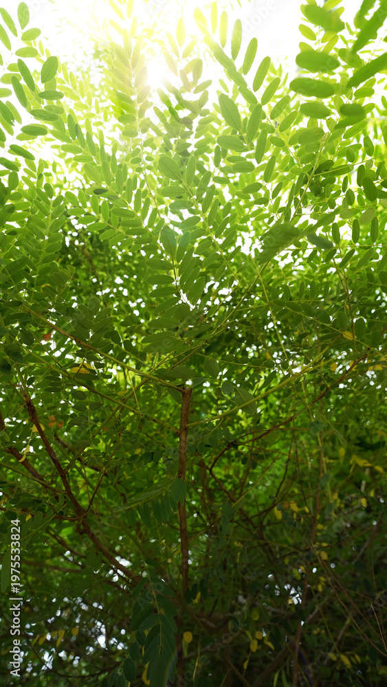 Fototapeta premium Fresh Styphnolobium Japonicum Leaves in Summer Forest
