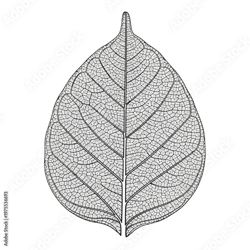 Intricate black and white line drawing of a leaf skeleton showing complex vascular vein structures, primary midrib, and lateral veins, isolated on a white background.