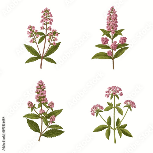 Botanical set of four medicinal herb illustrations featuring pink flower spikes and green serrated leaves, isolated on white, depicting species like mint, valerian, and herbal plants.