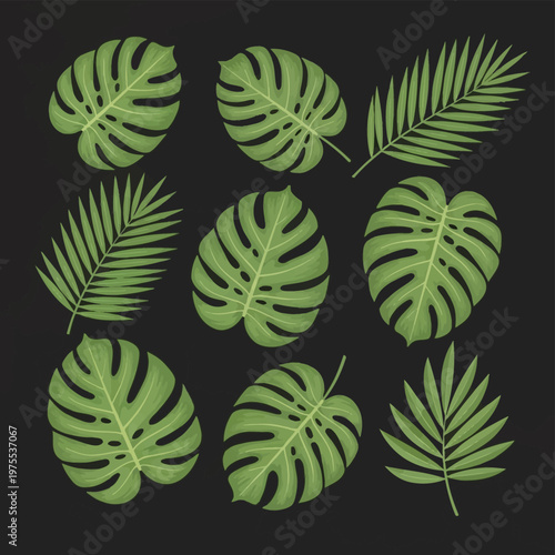 Set of nine green tropical leaf illustrations featuring various monstera deliciosa and palm frond species with detailed vein textures isolated on a solid dark black background.