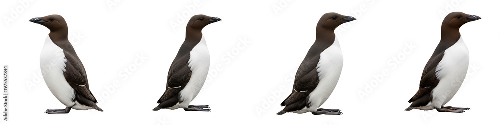 Fototapeta premium Collection of common guillemots standing in profile isolated on black