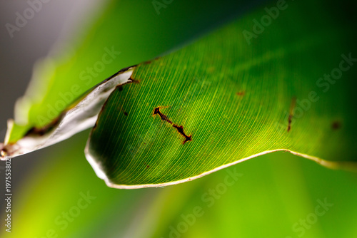 A leaf with a brown spot on it