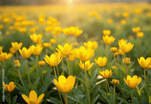 Field of Yellow Cup-Shaped Flowers at Sunset