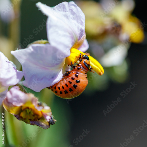 Colorado beetle on purple flower eating nectar