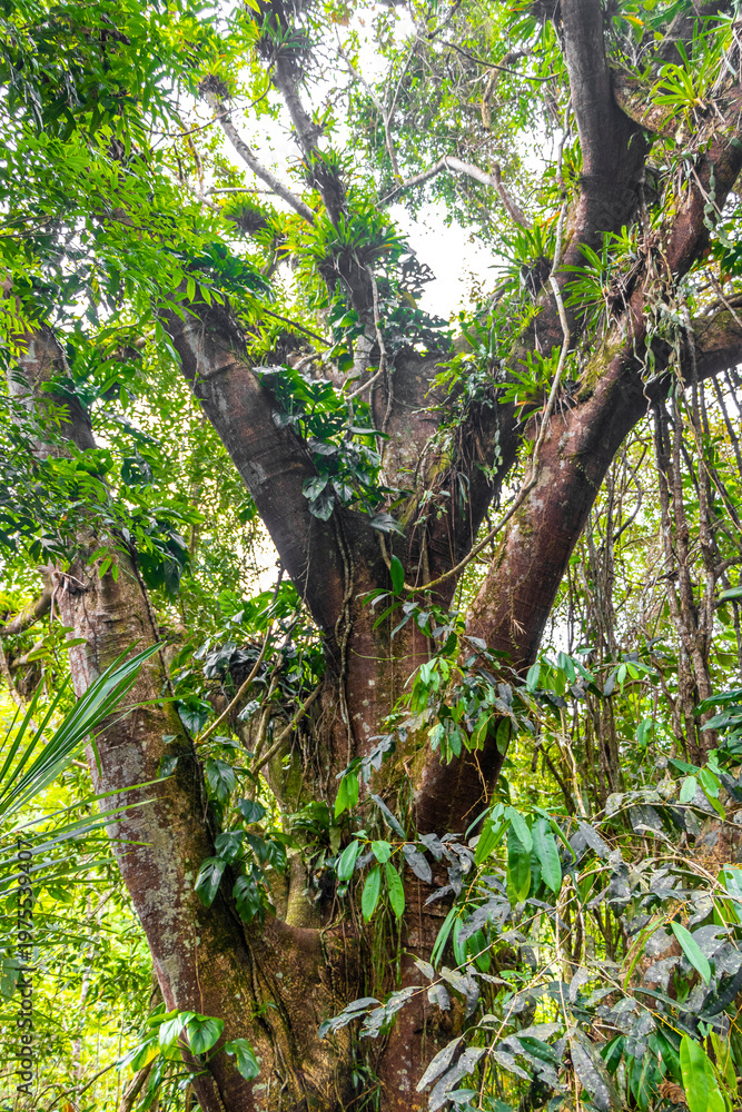 Fototapeta premium Tropical jungle ficus tree with long roots and spreading branches.