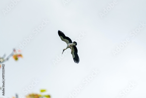 Asian open bill is flying on isolated blue sky