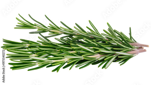 Cuadro en lienzo Fresh green rosemary sprigs with thin stems, isolated on transparent background