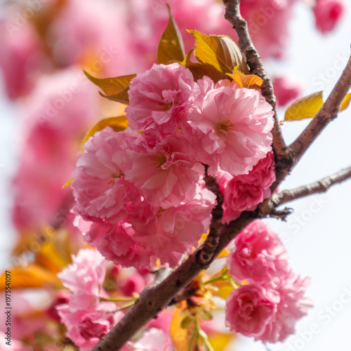 Pink sakura flowers on tree branches in the park