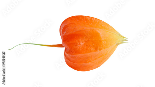 Orange physalis isolated on white background