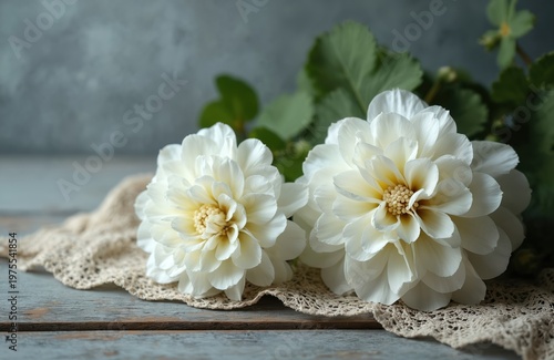 Two white geranium blossoms rest on textured fabric on a rustic wood table. Soft green leaves and a hint of stem are visible in the background, creating an elegant still life composition.