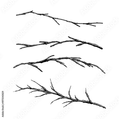 hand-drawn vector illustration of gnarled, leafless winter twigs and dead branches, in a vintage black and white engraving style, isolated on a white background.