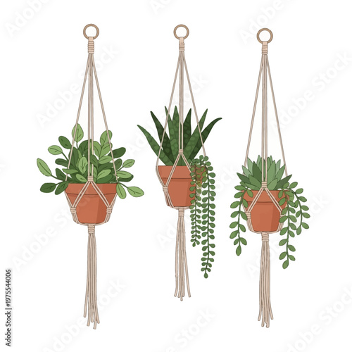 Set of three illustrated hanging houseplants in terracotta pots with beige macrame rope hangers featuring trailing succulents and green leafy foliage isolated on a white background.
