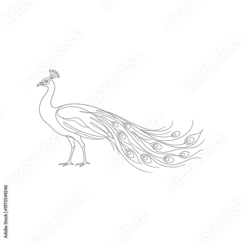 Peacock standing in profile view.